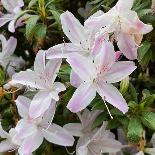 azalee winterhart - mehrjährig rhododendron garten 250samen