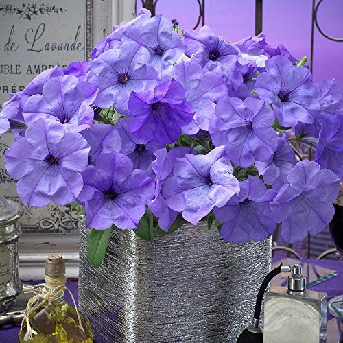 Park Seed Evening Scentsation Petunia – Fragrant Indigo 2.5-Inch Blooms with Mounding and Trailing Habit, Butterfly-Attracting, Heat Tolerant for Containers, Baskets, or Beds – Pack of 10