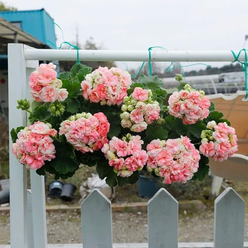Geranien, bio outdoor pflanzensamen dekoration blumenstauden blumensamen bodendecker topfpflanzen hochbeet exotische zimmerpflanzen steingarten winterharte stauden für pralle sonne 120samen