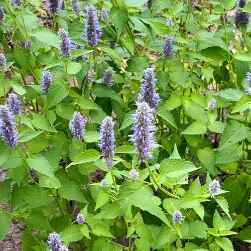 Semi di ortica profumata - per giardinieri verdi selvatiche giardino balcone resistenti per giardini rocciosi vecchie varietà 400pcs