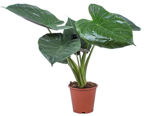 Bloomique - Alocasia wentii - Oreja de elefante - Planta de interior - Altura 50-60 cm - Maceta 17 cm