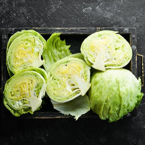 semillas de lechuga iceberg orgánicas - lechuga - para bancales elevados lechuga iceberg fresca de tradicionales 500pcs