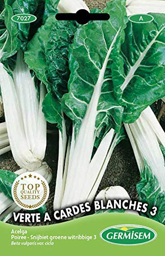Germisem graines Poirée VERTE A CARDES BLANCHES 3