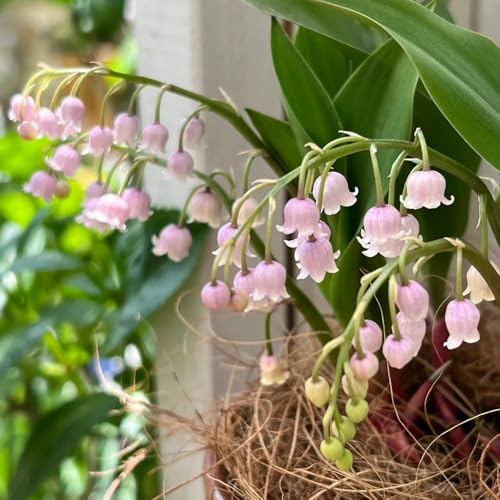 bulbos de lirio de los valles - raras primavera jardín rocas resistentes perennes cubre el suelo 10pcs