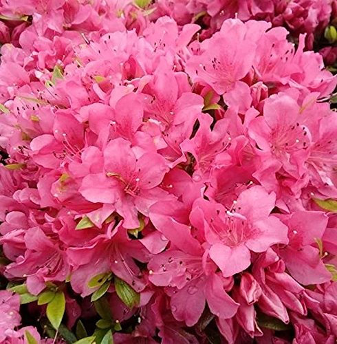Kriechende Immergrüne Zwerg Azalee Talamanca 25-30cm - Rhododendron nakaharai - lebende Gartenpflanze aus den Baumschulen