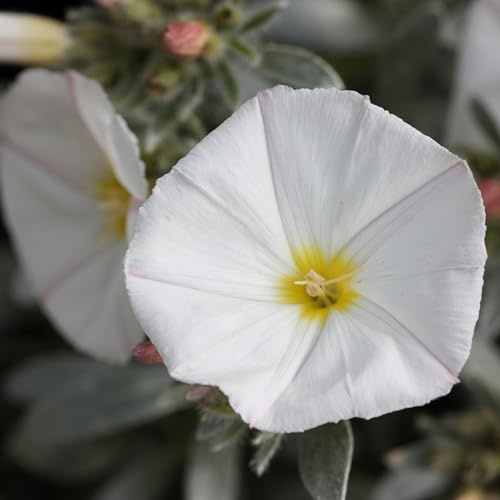 Plant Theory Convolvulus Convolvulus Cneorum Shrub Plant 2L Pot