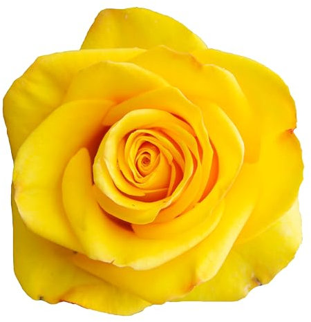 Floribunda Rose Plants, 'Arthur Bell', 1 x Full Plant in a 5 Litre Pot, Roses, Garden Ready and Ready to Plant, Premium Quality Roses