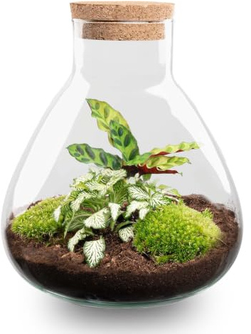 Flaschengarten Sammie DIY-Pflanzenterrarium im Glas mit Korkdeckel | Mini-Dschungel Ø22,5×H27cm, inkl. Calathea & Moos, Selbstversorgendes Ökosystem, mit Anleitung