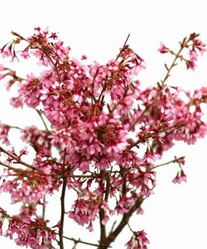 Hochstamm Zierkirsche Prunus Okame 80-100 cm auf Stamm veredelt