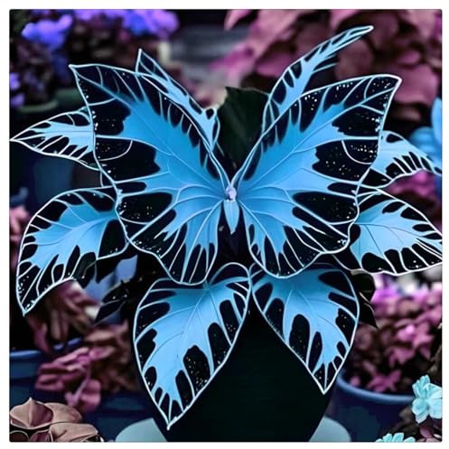 Mitternachtsblau Hosta Winterharte Mehrjährige Einfach Zu Pflegen,Seltene-6rhizome-H
