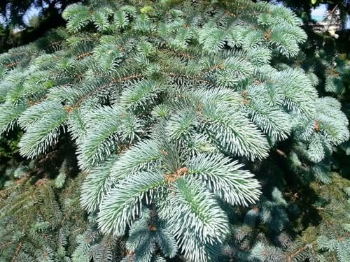30 Samen der Colorado-Blaufichte (Picea Pungens)