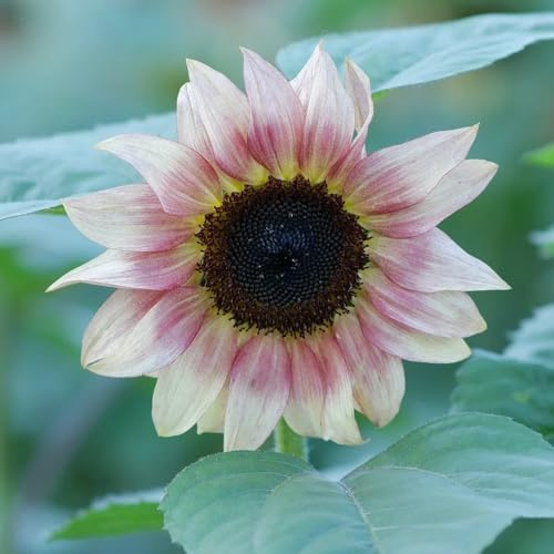 sonnenblumensamen mehrjährig winterhart - garten bio balkon 300pcs