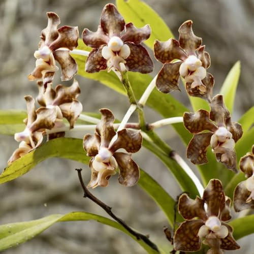 semi di orchidea vanda - esotiche perenni, resistenti balcone 120pcs
