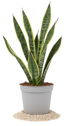 DECOALIVE Sansevieria Trifasciata Laurentii - Lengua de Suegra y Planta Serpiente Maceta 12 cm Altura 30-35 cm