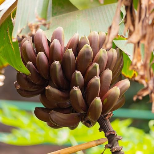 semillas de banano en maceta con resistentes para uso en exteriores. plátanos árbol de lecho elevado frutales columnares raros Cultivo verdes, 200pcs