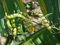 Las Semillas de germinación: 200 Semillas Cajanus cajan, Gungo Guisante, Semillas Guandú