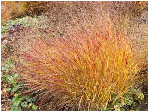 Stauden Gänge 1 x Panicum virgatum 'Hänse Herms' im 1 Liter Topf (Ziergras/Gräser/Winterhart/Mehrjährig/Staude/Stauden) Braunrote Rutenhirse - Herbstliche Schönheit, die verzaubert