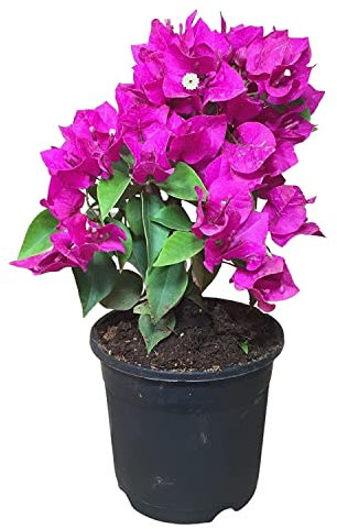 Arbusto Natural - Buganvilla - Planta de Exterior Fácil de Cuidar