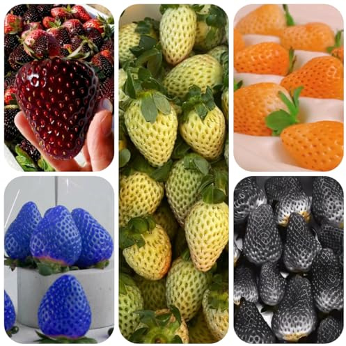 semillas de fresa perenne, fresa columnares fresas colgantes, fresa decoración de sala de estar de para bancales elevados de jardín 125pcs