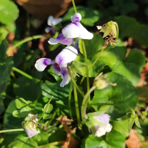 Duftveilchen Winterhart, bodendecker wildblumensamen seltene steingartenpflanzen winterharte für garten 60Samen