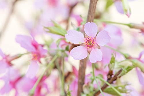 Prunus 'Okame' 80 cm Stammhöhe – Winterhart, Mehrjährig, Pflegeleicht – Zierkirsche – Zierbaum für Garten & Vorgarten