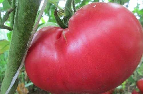 Buy4seeds 20 Seeds Pink Raspberry Maliniak Tomato Seeds Easy for Grow Garden