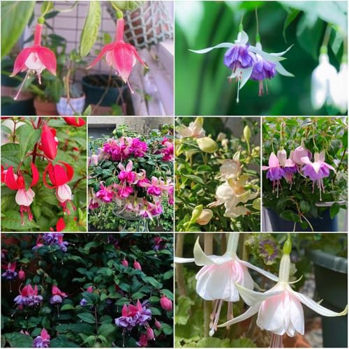 fuchsien - exotische pflanztopf balkon deko balkonpflanzen zimmerpflanzen draußen sommerblumen bonsai topf 400samen