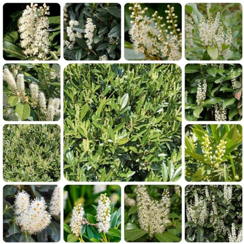 semi di alloro ciliegio - letto rialzato giardino esterno vecchie varietà perenni resistenti 120pcs