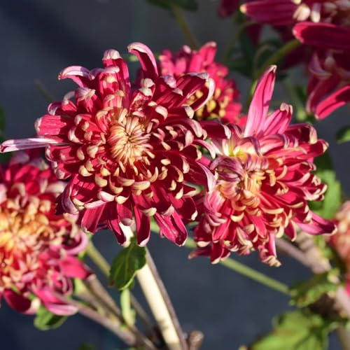 Crisantemi arredamento del soggiorno recisi da balcone in vaso tappezzanti rialzata di decorative Varietà antiche e resistenti 75semi