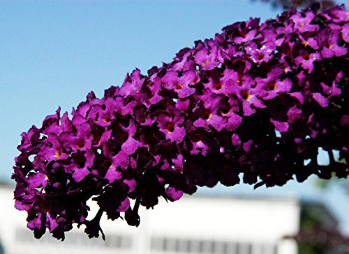 Sommerflieder Schmetterlingsflieder rote Blüte Sommerflieder Royal Red Buddleja davidii Royal Red Containerware 40-60 cm hoch