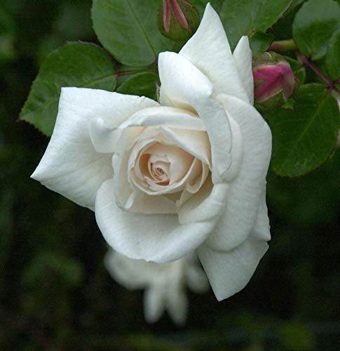 Kletterrose White New Dawn 30-60cm