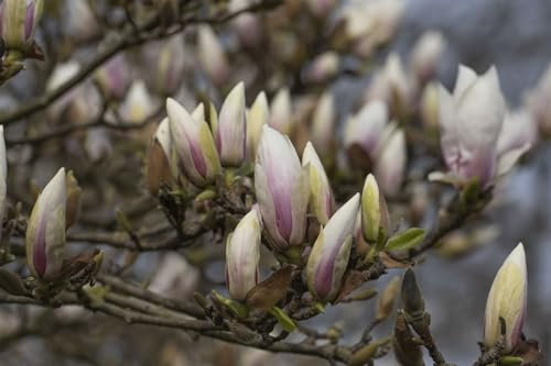 Magnolia soulangiana 'Alba Superba' 150-175 cm - Tulpen-Magnolie, weiße Blüten, Blütezeit April-Mai, ideal für Solitärstellung, pflegeleicht und winterhart