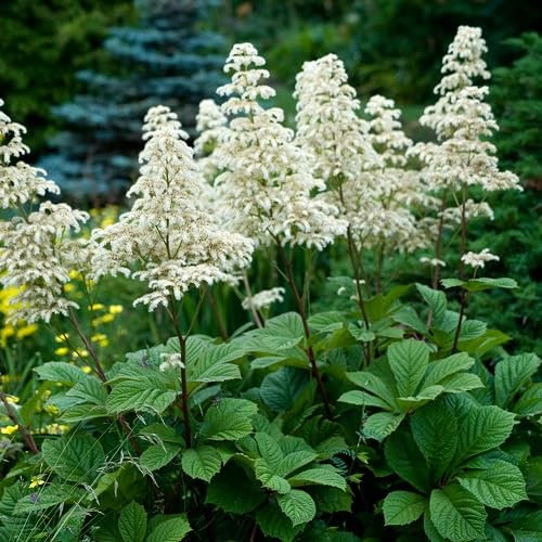 Nouveau Frais 10 pièces rodgersia aesculifolia graines de plantes