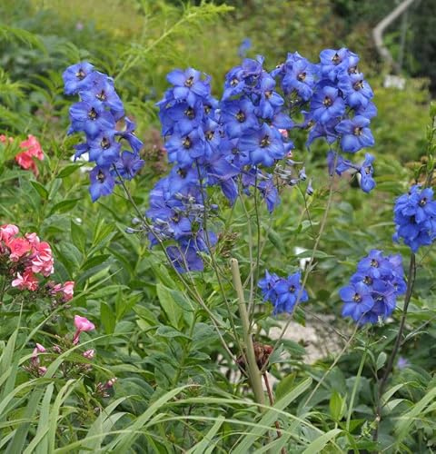 Hoher Rittersporn Finsteraarhorn - Delphinium elatum - lebende Gartenpflanze aus den Baumschulen