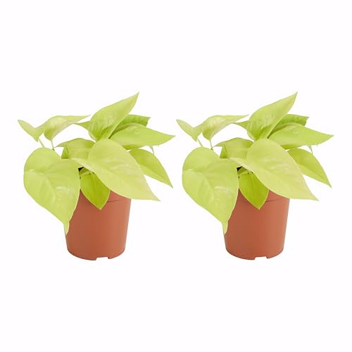 Bloomique - 2er-Set - Scindapsus Epipremnum Golden Photos - Efeutute - Auch als Kletterpflanze geeignet - Zimmerpflanzen - Luftreinigend - Pflegeleicht - Höhe 15-20 cm - Topf 12 cm