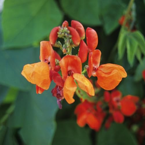 feuerbohnen - bohnensamen wintergemüse winterharte garten prunkbohnen bio kletterpflanzen frühlingsblume exotische zimmerpflanzen exotische alte gemüsesorten 30samen