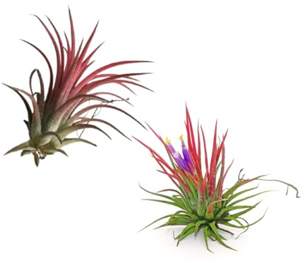 Verdecora Tillandsia Ionantha Rodd Roja Planta de Aire 2 Unidades
