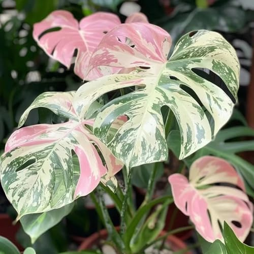 semillas de monstera - jardín perennes resistentes, balcón 150pcs