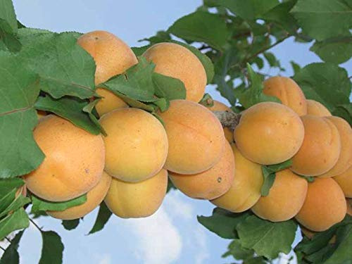 1 PIANTA di ALBICOCCO San CASTRESE Albero da FRUTTO Matura A Giugno