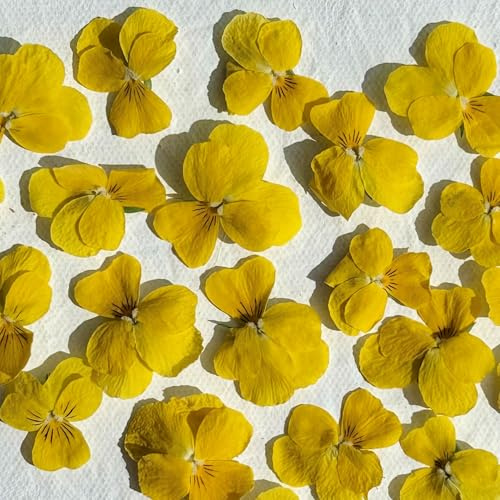 Edible Flowers - Freeze Dried Yellow Violas - 80 Heads - UK Grown & Dried - Certified Food Grade (565)