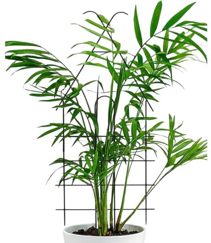 Tutore per Piante da Interno - Sostegno Universale Stabile Antiruggine | Tutore da Giardino per Piante Rampicanti | Per Edera Clematide Pothos Monstera E Fiorite