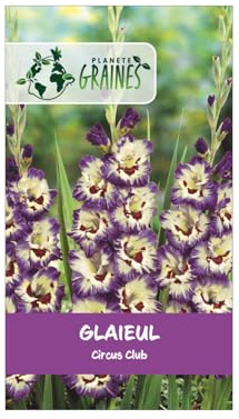 10 Bulbes de Glaïeuls Circus Club - Fleurs de Perroquet Violet et Jaune - Calibre Supérieur pour Massifs et Bouquets Éclatants