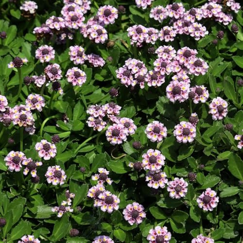verbena del tappeto - aromatiche cucina, balcone d'appartamento purificatrici d'aria decorazioni giardino per esterni giardino resistenti, interno 500semi