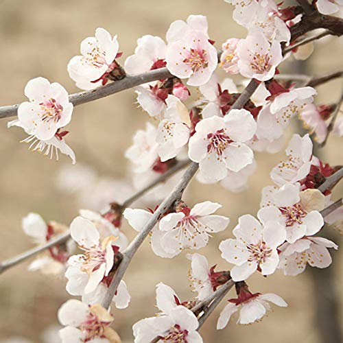 YouGarden Flowering Ornamental Cherry Tree Prunus 'Kojo no Mai', Standard Tree in 3L Pot, 90cm Tall Plant, Ready to Plant