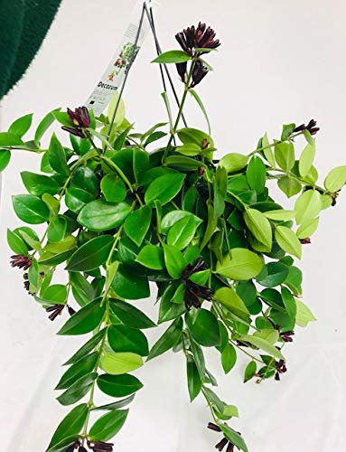 Aeschynanthus 'Mona Lisa' 16cm Hanging Pot - Lipstick Plant - Rare Variety