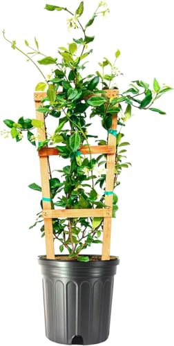Star Jasmine | 1 Extra Large 3 Gallon Plant | Trachelospermum Jasminoides | Fragrant Climbing Vine | Ideal for Trellises and Arbors
