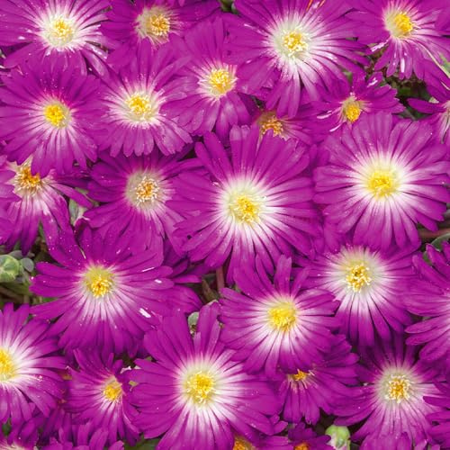 Vivai le Georgiche - Pianta vera di Delosperma cooperi Suntropics Purple - vaso Ø 14 cm