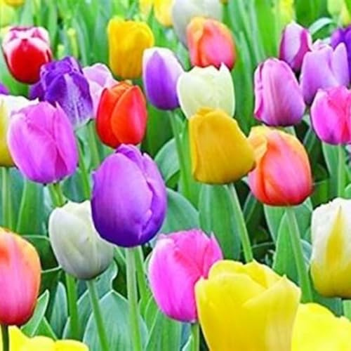 Bulbos De TulipáN,Mezcla De Bulbos De TulipáN,Tulip Bulbs,JardíN Perenne Agradable-20Bulbos-b