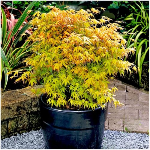GrowOn Shrubs Acer Palmatum 'Katsura' Japanese Maple Tree | Deciduous Plant | Outdoor Garden Ready Plant
