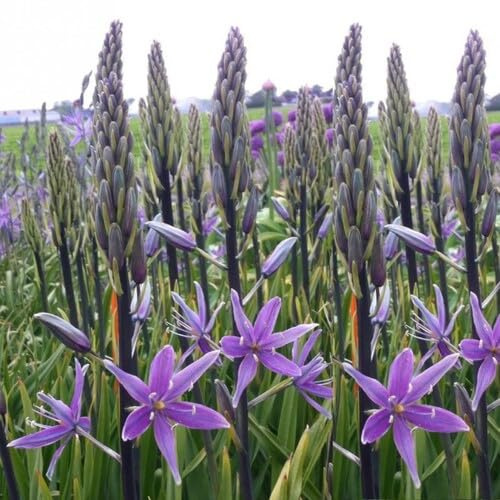 100 graines de fleurs de camassia violettes fraîches et neuves